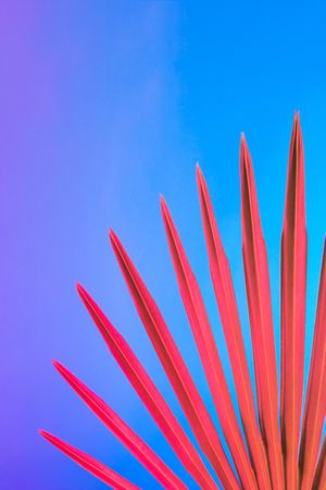 Palm leaf lit in bold neon  colors, on gradient blue to pink background
