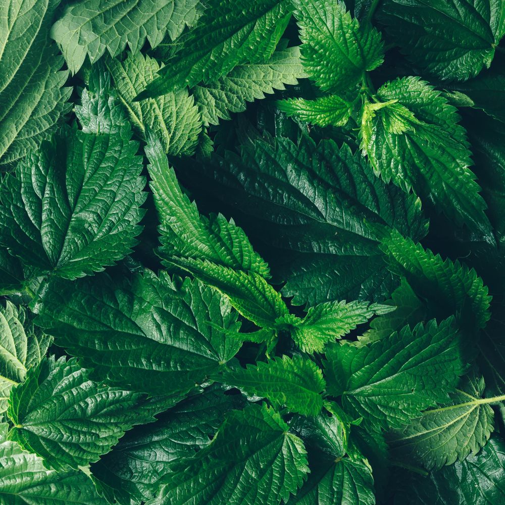 Nettle leaves closeup