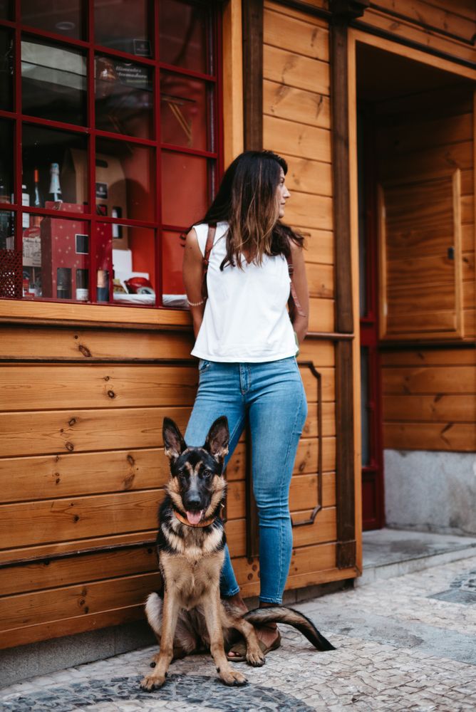 Adorable german shepherd with owner on street
