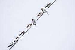 Several snow bunting birds on the line