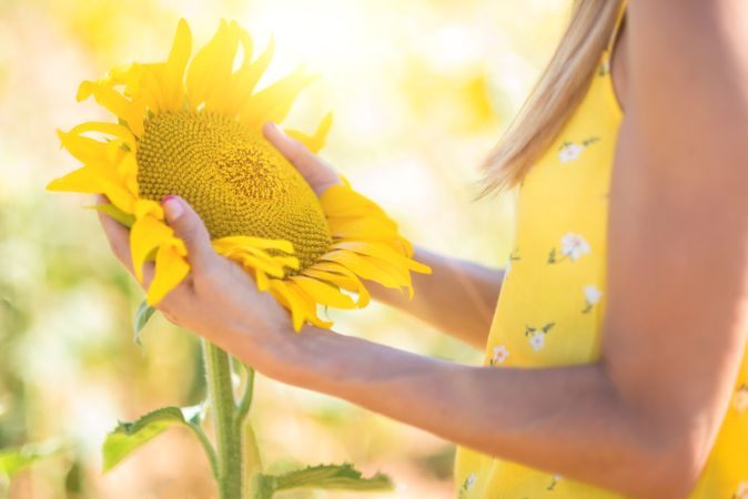 Woman in straw hat gazing while standing on bright sunflower field