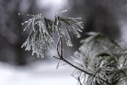 Close up of frost on pine needles