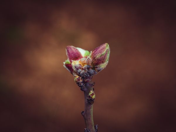 Terminal buds on branch on blurred background