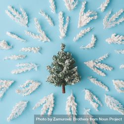 Snowy Christmas tree branches surrounded central tree on pastel blue background 41R9Zb