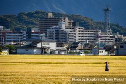 Man standing in wheat field near buildings in Itoshima, Fukuoka, Japan 42xZ30