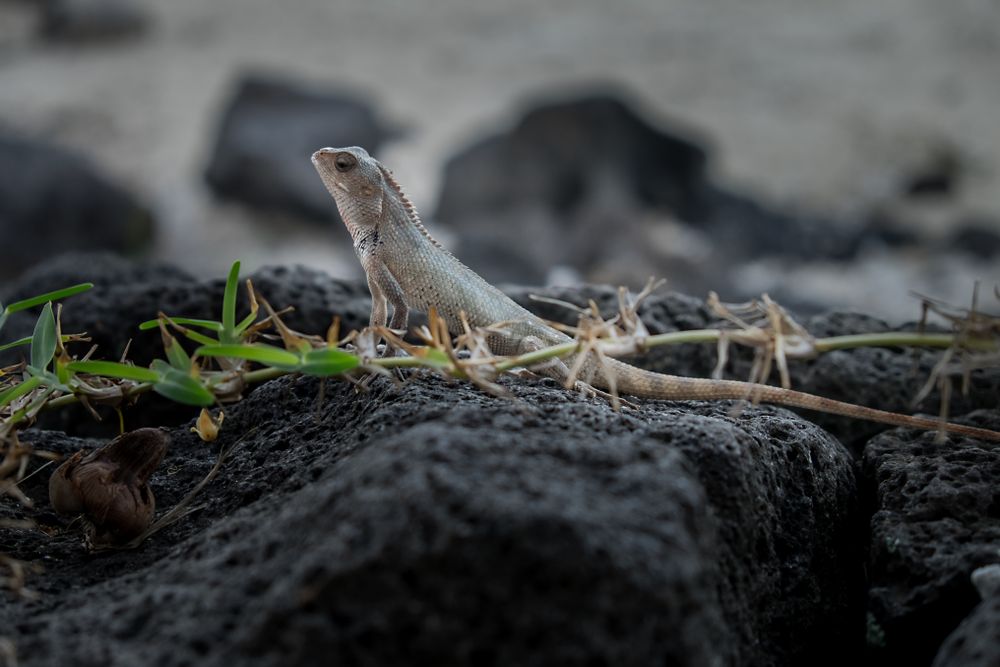 Iguana hiding in lava rock