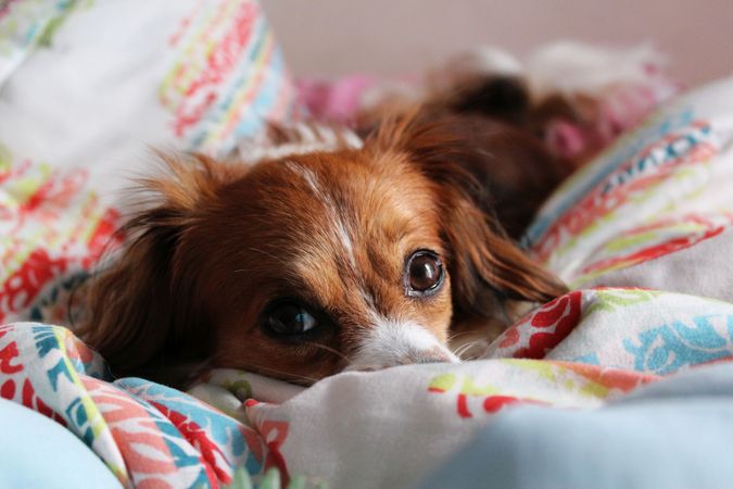 Dog in Bedding