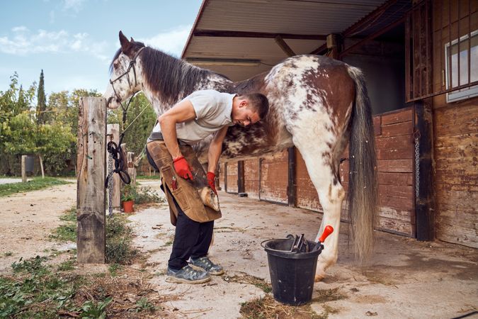 Farrier changing horseshoe in the stable
