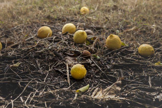 Bunch of lemons on ground under tree