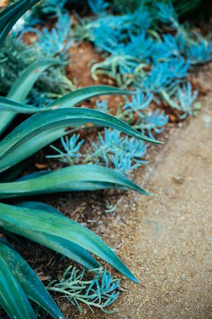 Succulent on path