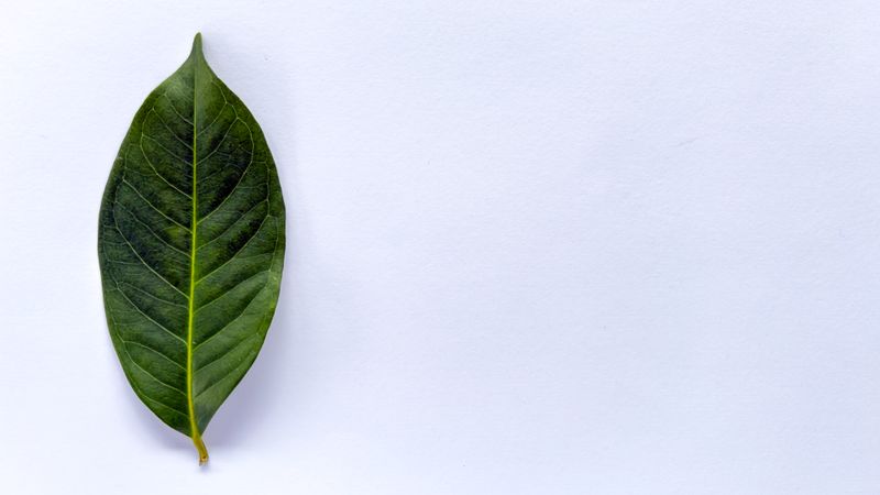 a bay leaf isolated on a light background.