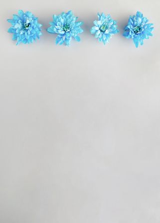 Row of blue flowers on grey background