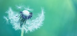 Banner of half a dandelion head