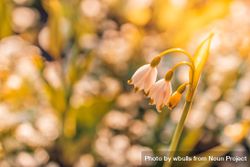 Snowdrop flower with golden hour lighting bDDWyb