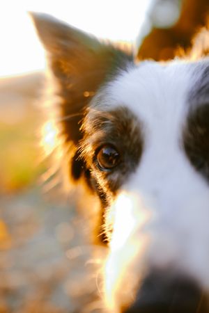 Border collie sitting on meadow
