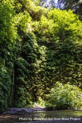 Lush wall of greenery atop a small river 421Xq5