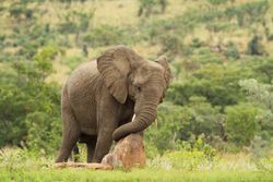 Elephant walking on green grass