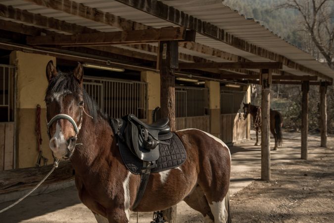 Saddled horse near stable