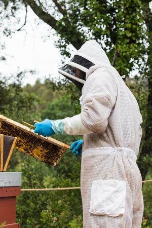 Unrecognizable beekeeper with honeycomb in apiary