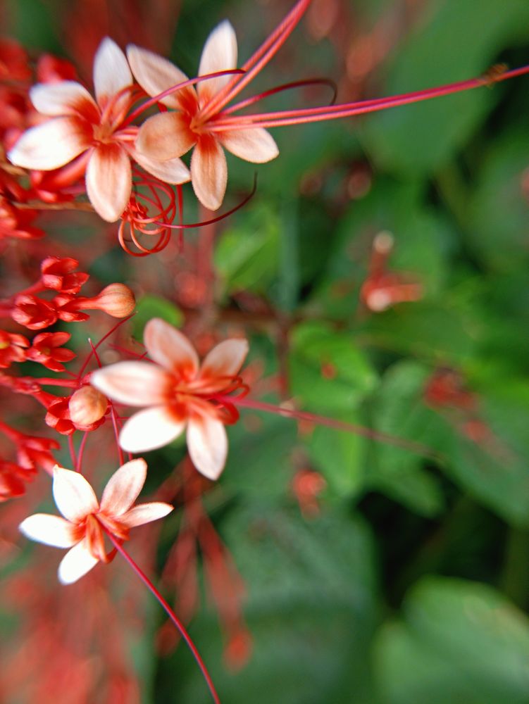 background of small red flowers blooming in spring