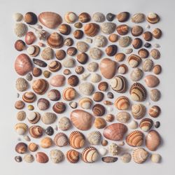 Seashells arranged in square on background