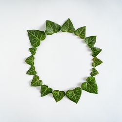 Circle of leaves on light background