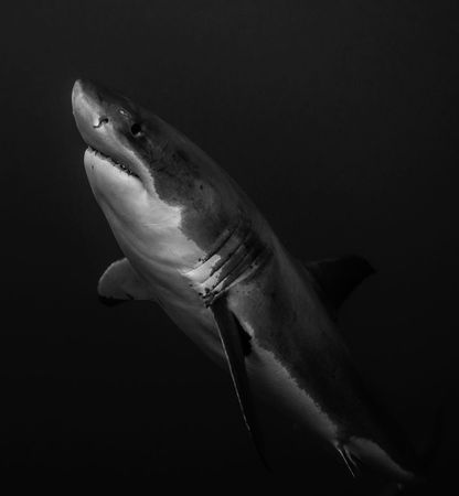 Underwater shot of shark in ocean