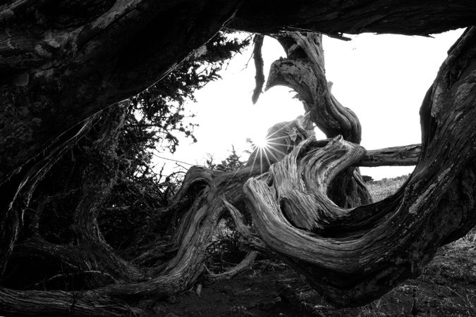 Amazing dry tree trunk in sunlight