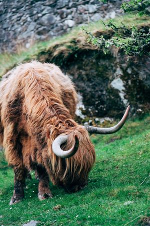 Big hairy yak pasturing on green meadow