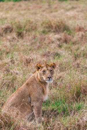 Lioness on green grass field