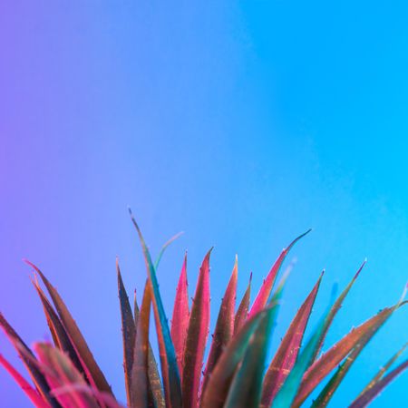 Palm leaf lit in bold neon  colors, on gradient blue to pink background