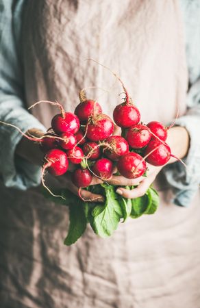 Close up of bright red radishes in woman’s hands
