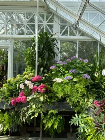 Flowers and plants in a greenhouse