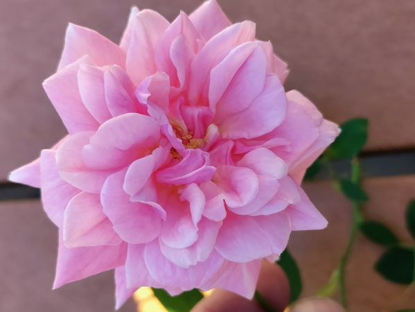 Pink pearl rose, top view