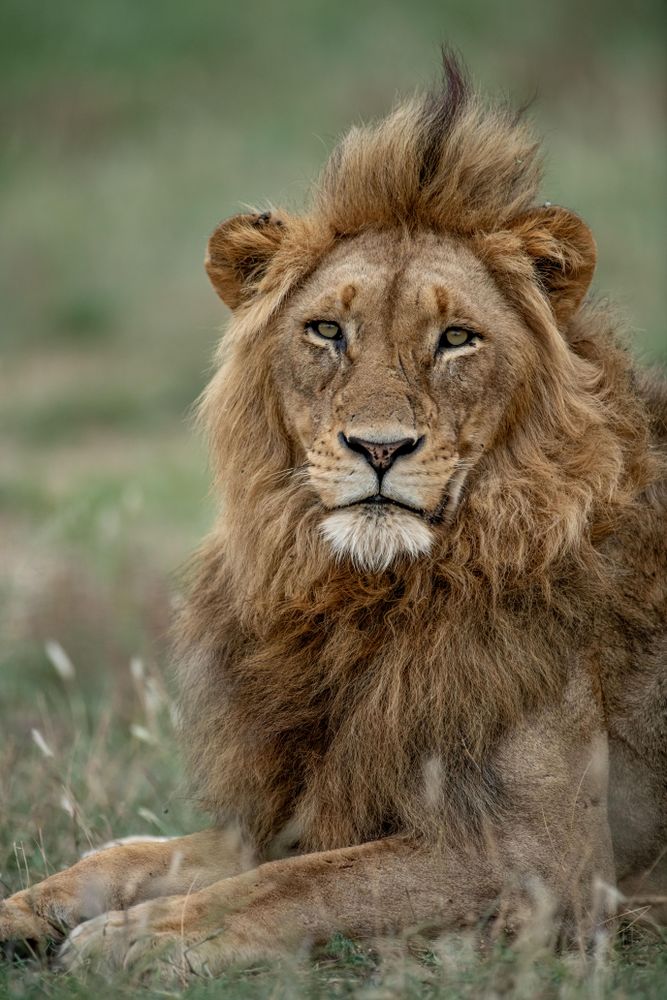 Portrait of lion lying on grass