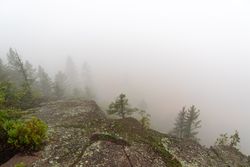 Foggy forest