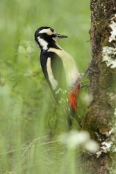 Wonderful bird on wood