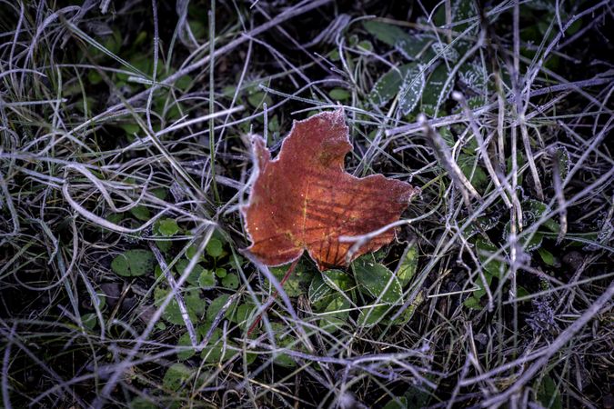 Frost on a maple leaf near the Caribou Trail Trailhead in Lutsen, Minnesota