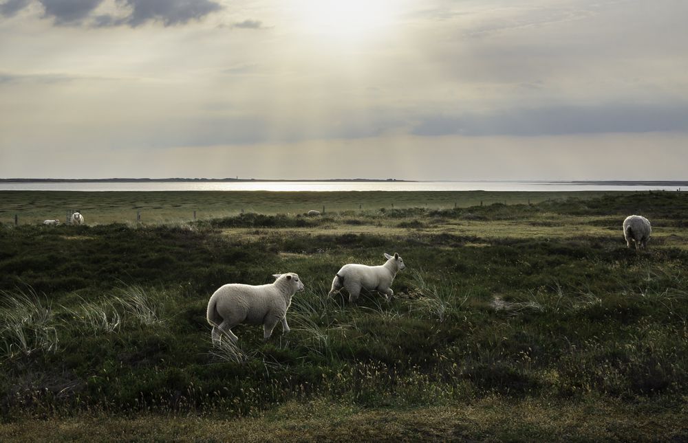Lambs running and romping in sun rays
