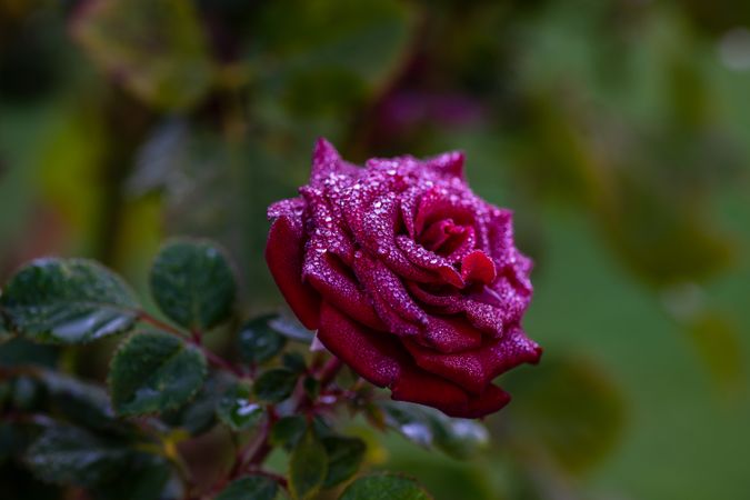 Blooming flowers in a garden