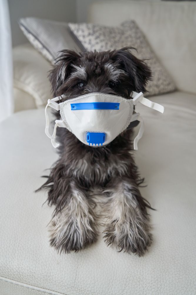 Fluffy dog in protective mask