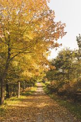 Countryside road between autumn forest