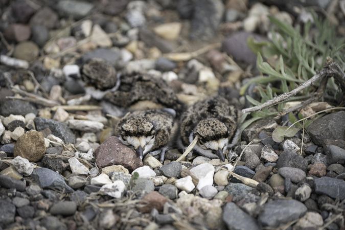Newly hatched killdeer chicks in the nest at Lake Elmo Park Reserve, Minnesota