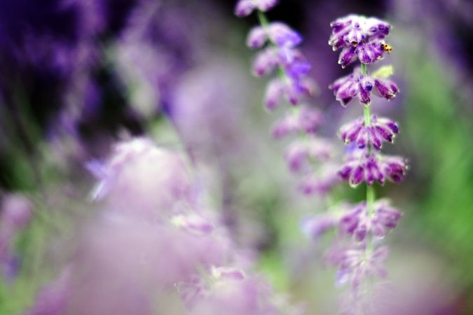 Purple flowers on bush