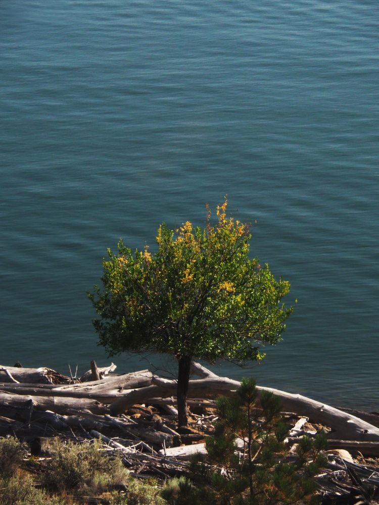 Kamloops Riverside