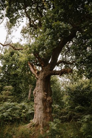 High trees in summer forest