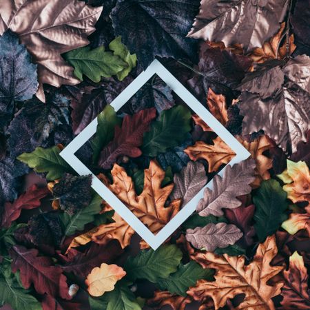 Fall leaves of amber, dark, green, and maroon surrounding paper square outline