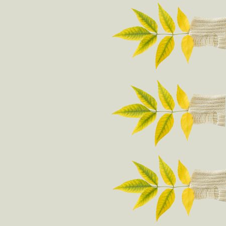 Green yellow autumn leaves on side of a bright background with copy space