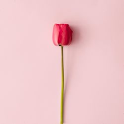 Spring tulip flower  on pastel pink background