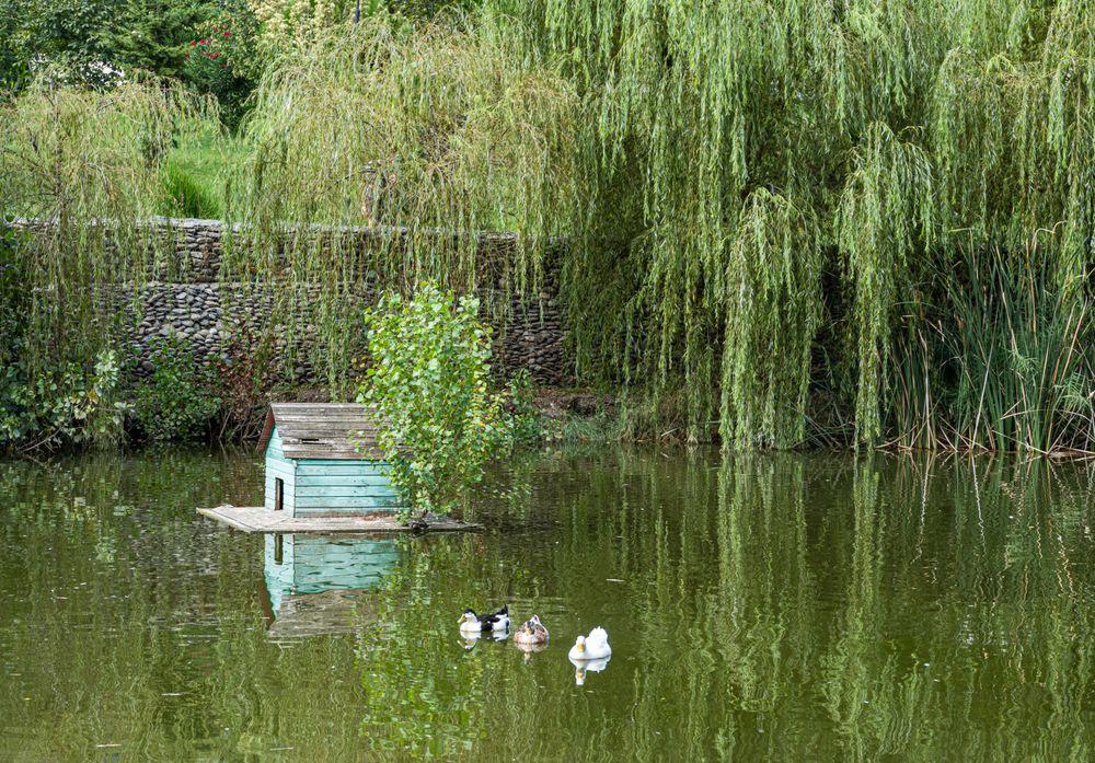 Pond with animals in the park